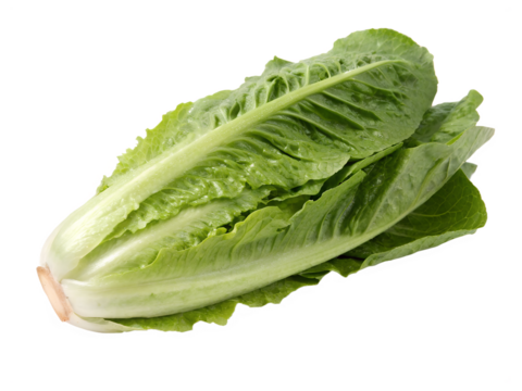 Whole romaine lettuce isolated on transparent background