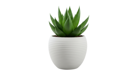Isolated Sansevieria Plant in White Round Pot