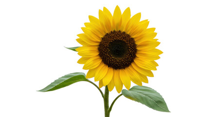 Isolated Single Sunflower