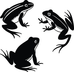 frog vector illustration