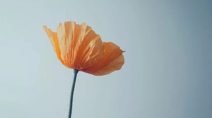 Foto auf Acrylglas Pflegezentrum A delicate orange bloom stands tall against a serene sky, its petals illuminated by warm sunlight. The softness of nature embraces the moment, creating a peaceful atmosphere  © liliyabatyrova