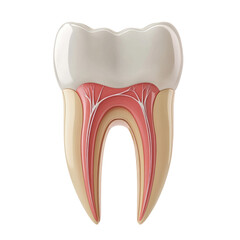 3D icon of Dentalium entale isolated on transparency background