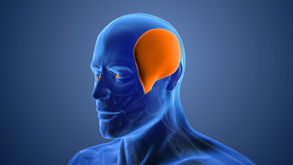 Animation of the auricular muscles pain © phoenix