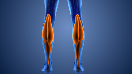 Animation of the gastrocnemius muscles pain © phoenix