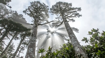 Sunbeams filter through trees in a misty forest