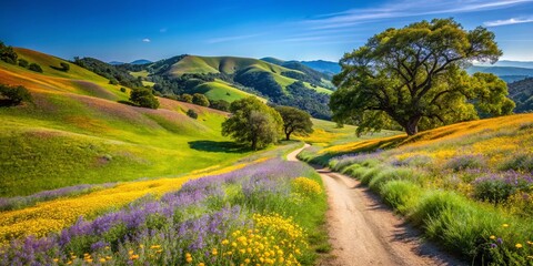 Naklejka premium Scenic Vista of Elderberry Loop Trail, Las Trampas Regional Wilderness Park, California