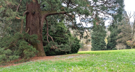 Spring time in Baden-Baden park with field of violet crocus and Redwood tree, Germany