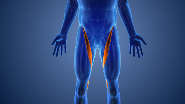  Animation of the sartorius muscles pain