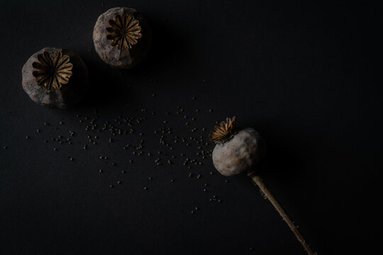 Mohn af dunklen Hintergrund mit Mohnsamen