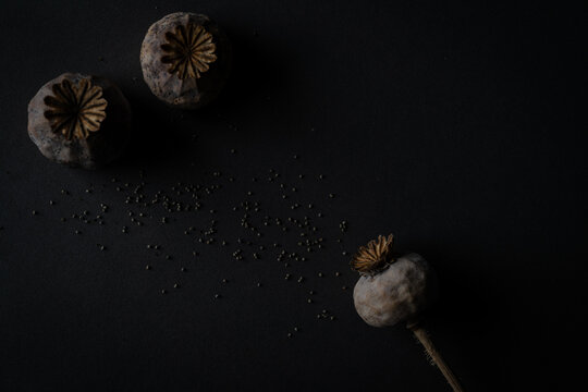 Mohn af dunklen Hintergrund mit Mohnsamen