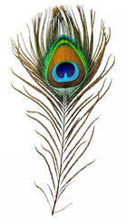 Obraz premium peacock feather no background, Generative AI