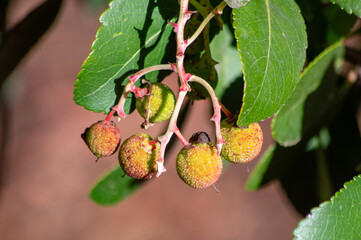 Obraz premium Madroños madurando en el jardín