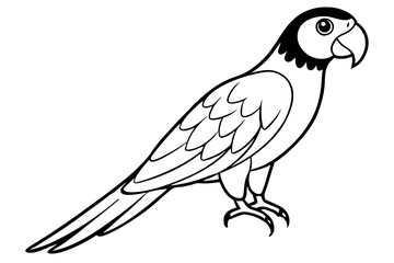 macaw line art silhouette vector illustration