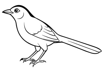 nightingale line art silhouette vector illustration
