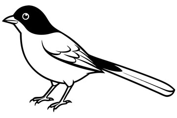 nightingale line art silhouette vector illustration
