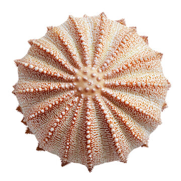 Cake urchin (Clypeaster reticulatus) isolated on transparency background