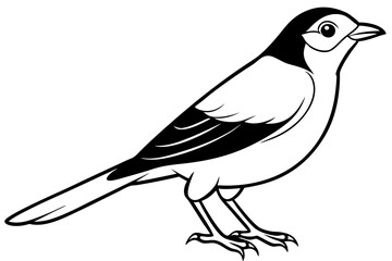 nightingale line art silhouette vector illustration