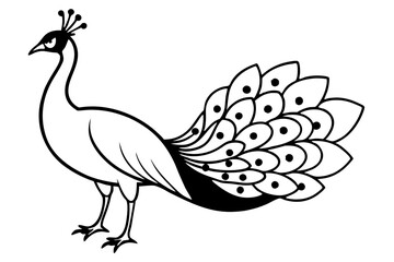 peacock line art silhouette vector illustration