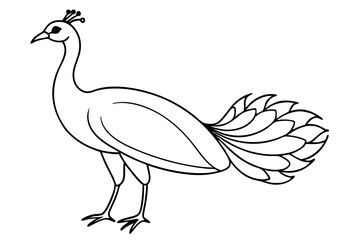 peacock line art silhouette vector illustration