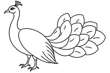 peacock line art silhouette vector illustration
