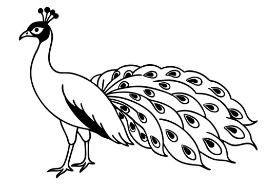 black and white peacock standing, feathers fanned clip art preview