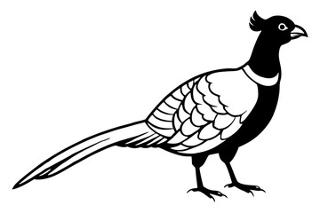 pheasant line art silhouette vector illustration
