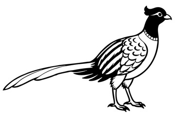 pheasant line art silhouette vector illustration
