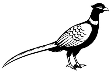 pheasant line art silhouette vector illustration