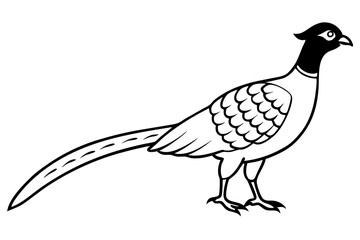 pheasant line art silhouette vector illustration