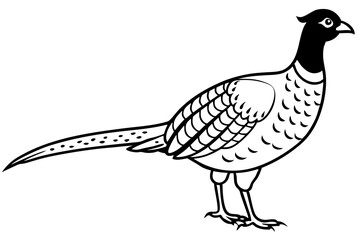 pheasant line art silhouette vector illustration