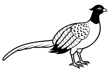 pheasant line art silhouette vector illustration