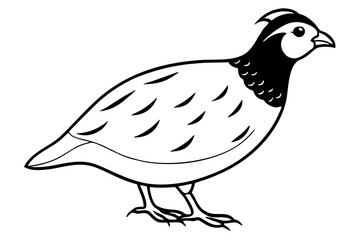 quail line art silhouette vector illustration