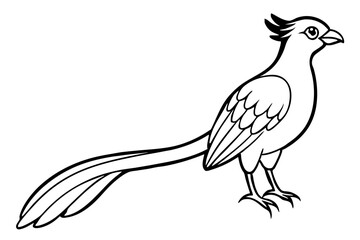 quetzal line art silhouette vector illustration
