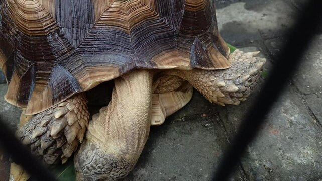 A close-up view of an African spurred tortoise walking inside an outdoor enclosure, highlighting its distinctive geometric shell pattern and sturdy limbs.