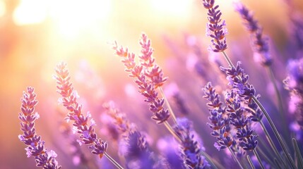 Obraz premium A vibrant close-up of blooming lavender fields stretching endlessly under the golden sun of Provence