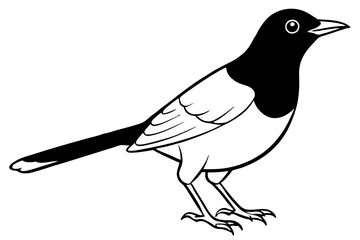 thrush line art silhouette vector illustration