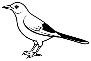 thrush line art silhouette vector illustration