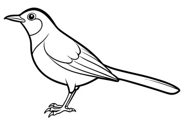 thrush line art silhouette vector illustration