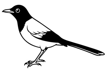thrush line art silhouette vector illustration