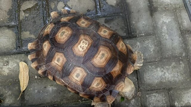 A close-up view of an African spurred tortoise walking inside an outdoor enclosure, highlighting its distinctive geometric shell pattern and sturdy limbs.