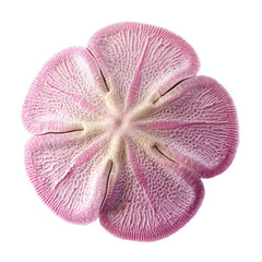 Pink sand dollar (Dendraster excentricus) isolated on transparency background