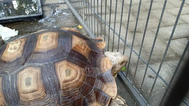A close-up view of an African spurred tortoise walking inside an outdoor enclosure, highlighting its distinctive geometric shell pattern and sturdy limbs.
