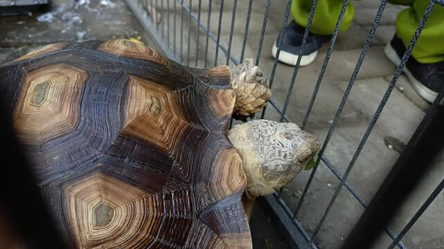 A close-up view of an African spurred tortoise walking inside an outdoor enclosure, highlighting its distinctive geometric shell pattern and sturdy limbs.
