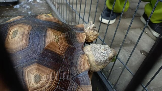 A close-up view of an African spurred tortoise walking inside an outdoor enclosure, highlighting its distinctive geometric shell pattern and sturdy limbs.