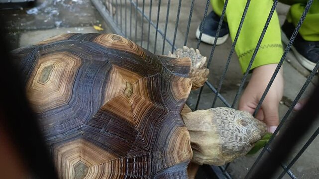 A close-up view of an African spurred tortoise walking inside an outdoor enclosure, highlighting its distinctive geometric shell pattern and sturdy limbs.
