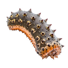 Giant sea cucumber (Thelenota rubralineata) isolated on transparency background