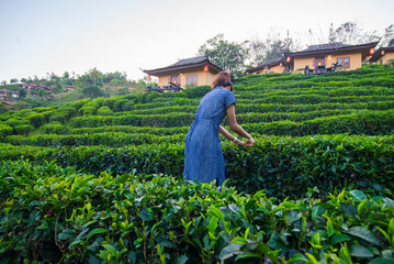 Naklejka premium Female farmers tending tea plants in a beautiful garden