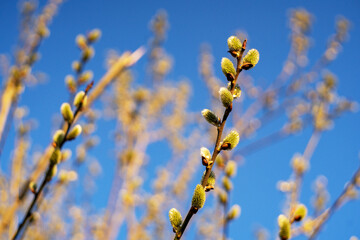 Willow branches with fluffy kittens on a blurred background