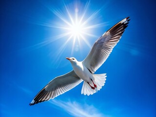 Obraz premium Silhouette Seagull Soaring: Majestic Bird in Flight Against a Summer Sky