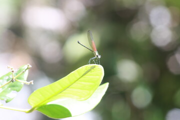 Close-up photo of a dragonfly on a leaf